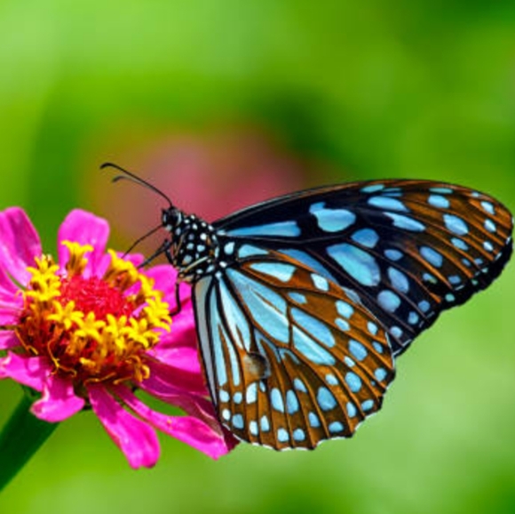 415_buterflymom
